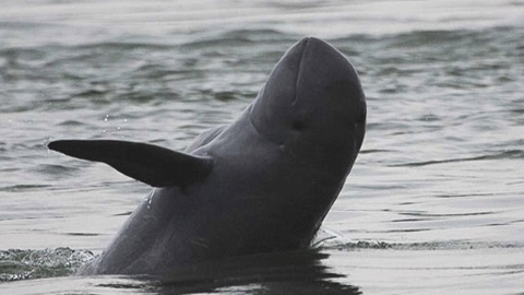Journée des dauphins d'eau douce 