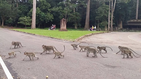 Singes à Angkor: Une menace pour les visiteurs