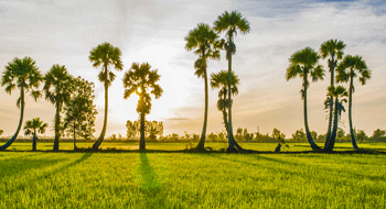 Saison verte au Cambodge 