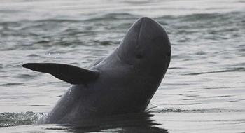 dauphins d'eau douce 